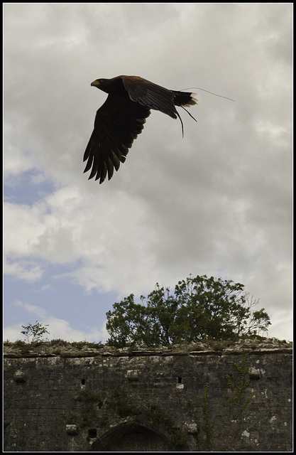 Swept wing