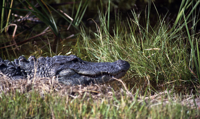 Alligator