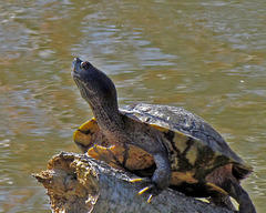 Turtle Sunning