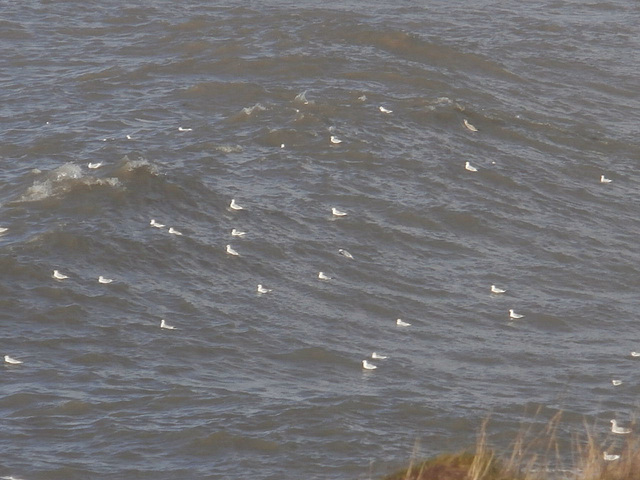 The wind was too strong for the gulls so they decided to swim instead.