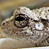 Gray Tree Frog Eye