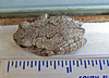 Gray Tree Frog Size