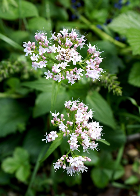 Baldriangewächse (Valerianoideae) gesehen an den schattigen Nordseiten des Passo Tremalzo. ©UdoSm