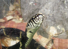 Eastern King Snake