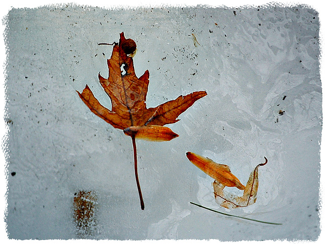 Winter leaf