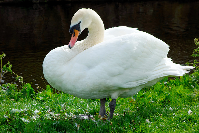 Mute swan.