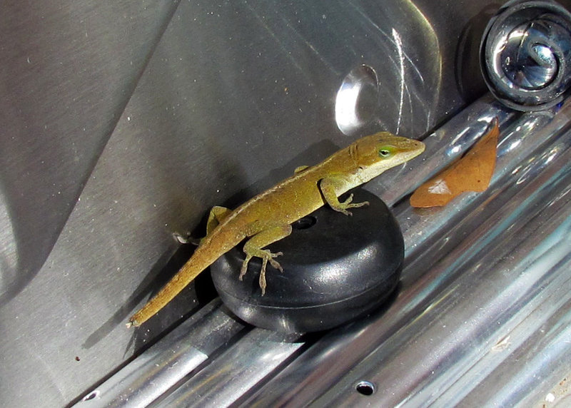 Green Anole