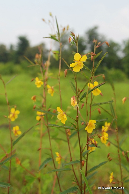 20090920-0787 Chamaecrista mimosoides (L.) Greene