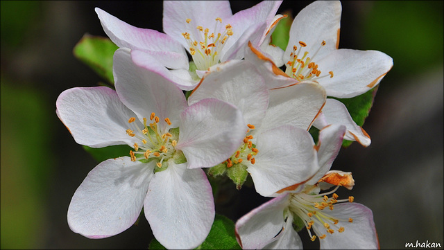 Flowers..