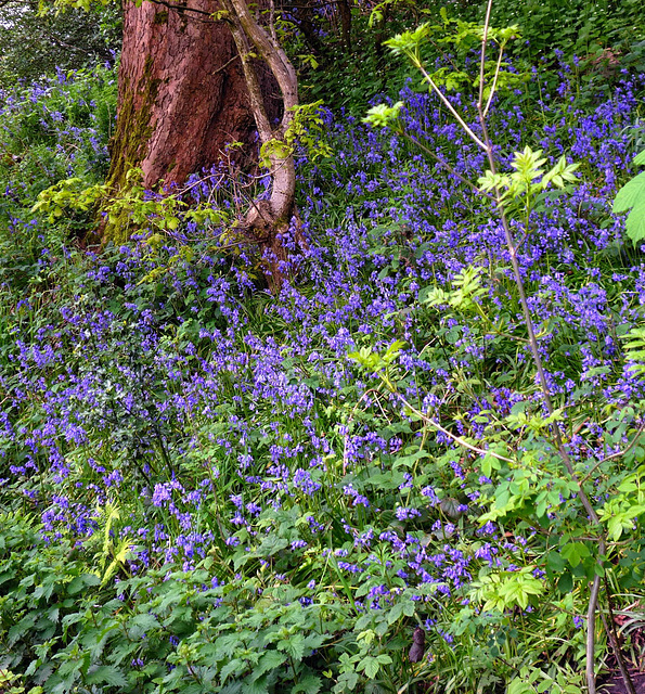 Bluebell wood.