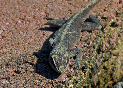 Green Anole