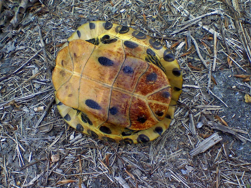 Turtle Road Rescue