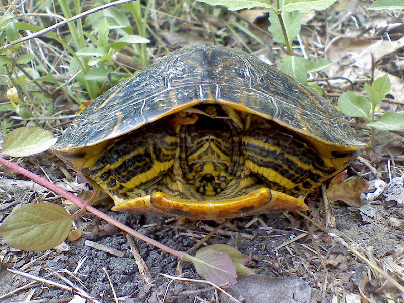 Turtle Road Rescue