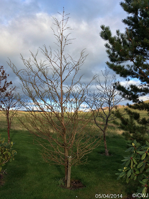 My Metasequoia Glyptostrobides breaking into new leaf. Sadly I won't be around to see it fully grown, when it will be one of the largest living things in the world!