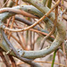 Tied in Knots. Willow hedge.