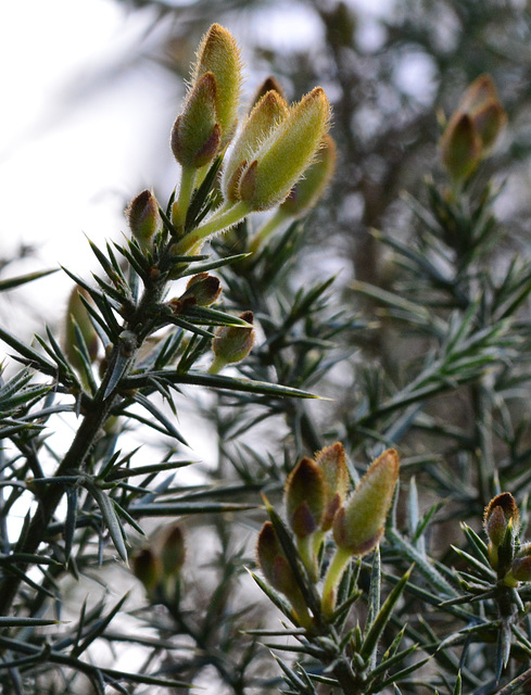 Gorse