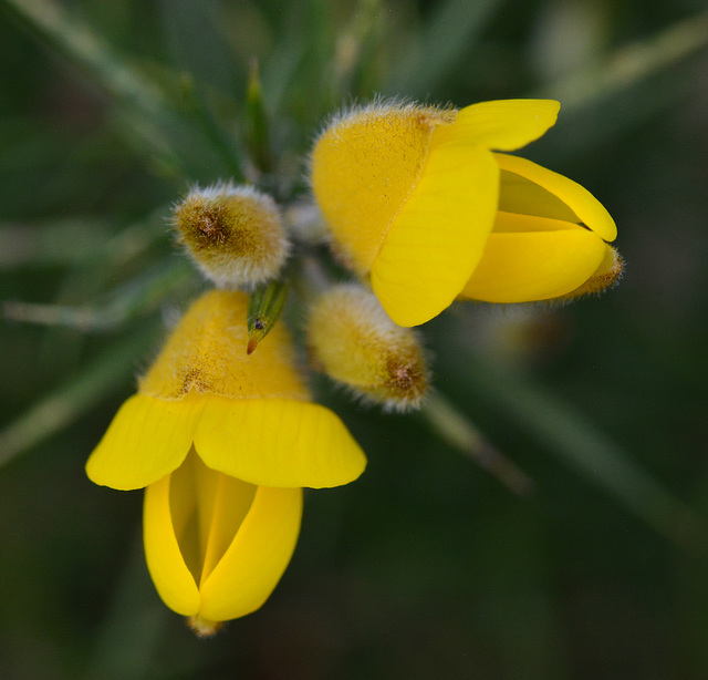 Gorse