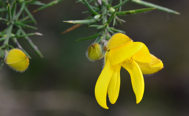 Gorse