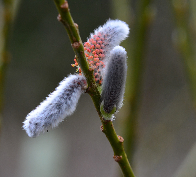 Pussy Willow in the pink!