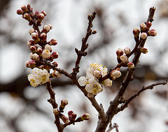 20140304 0420VRAw [TR] Blüten, Mönchstal, Kappadokien