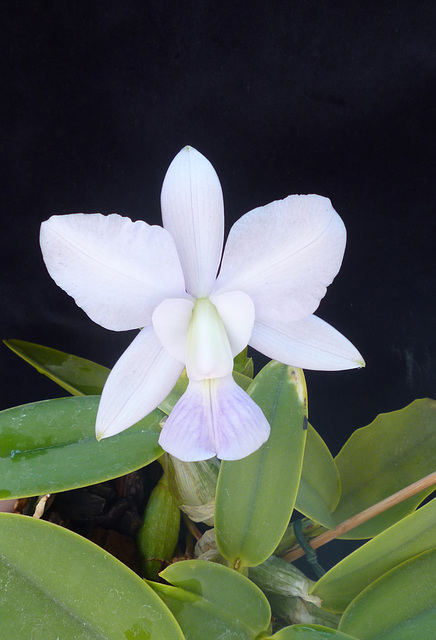 Cattleya walkeriana var. caerulea 'Edward' AM/AOS