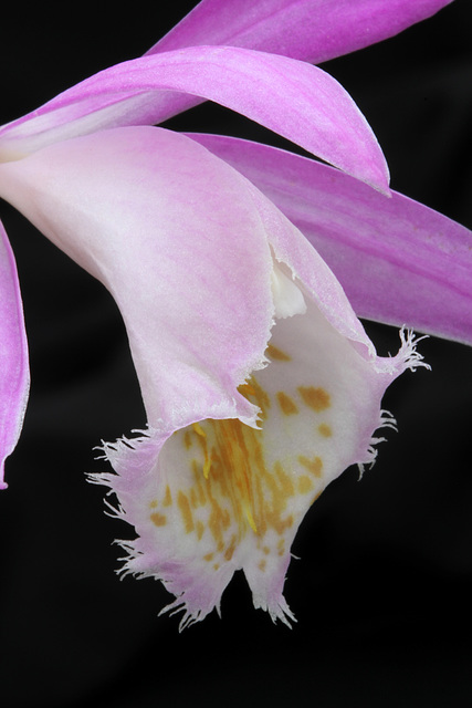 Pleione formosana