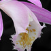 Pleione formosana