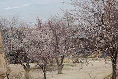 20140304 0416VRAw [TR] Blüten, Mönchstal, Kappadokien