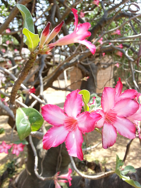 Seasonal plants are relative...