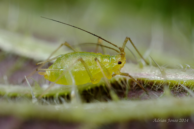 Aphid