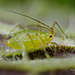 Aphid