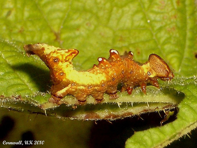 2000 Notodonta dromedarius (Iron Prominent)