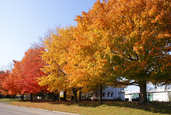 Autumn Colours 2012