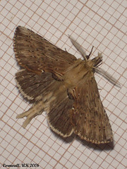 2011 Pterostoma palpina (Pale Prominent)