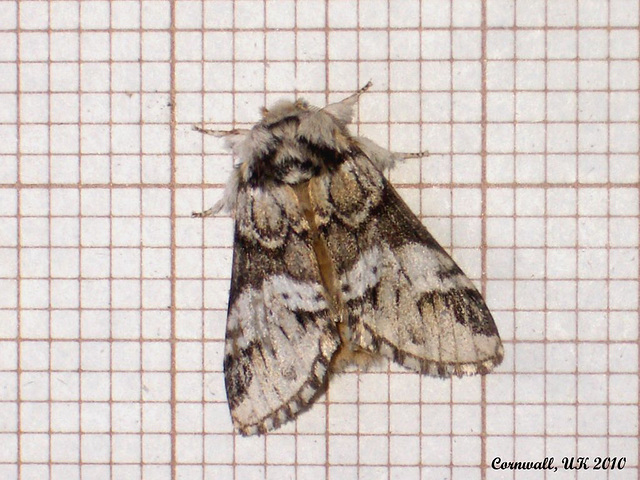 2014 Drymonia dodonaea (Marbled Brown)