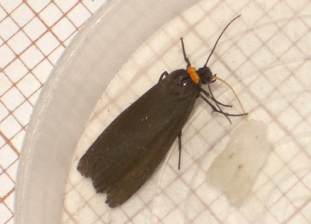 2039 Atolmis rubricollis (Red-necked Footman)