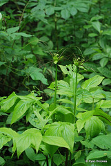 20100702-0761 Tacca leontopetaloides (L.) Kuntze