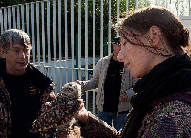 Becoming a falconer...