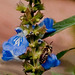 Leafcutter Bee