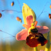 Ophrys fuciflora - Late Spider Orchid and Quaking Grass