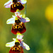 Ophrys fuciflora - Late Spider Orchid