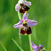 Ophrys fuciflora - Late Spider Orchid