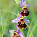 Ophrys fuciflora - Late Spider Orchid