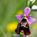 Ophrys fuciflora - Late Spider Orchid