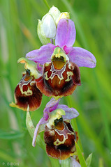 Ophrys fuciflora - Late Spider Orchid