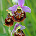 Ophrys fuciflora - Late Spider Orchid