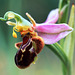 Ophrys apifera - Bee Orchid