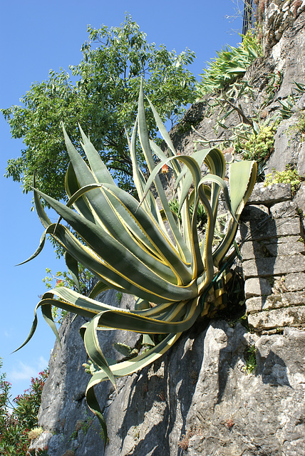 Agave an steiler Wand. ©UdoSm