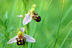 Ophrys apifera - Bee Orchid