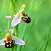 Ophrys apifera - Bee Orchid